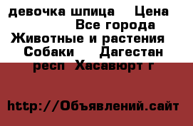 девочка шпица  › Цена ­ 40 000 - Все города Животные и растения » Собаки   . Дагестан респ.,Хасавюрт г.